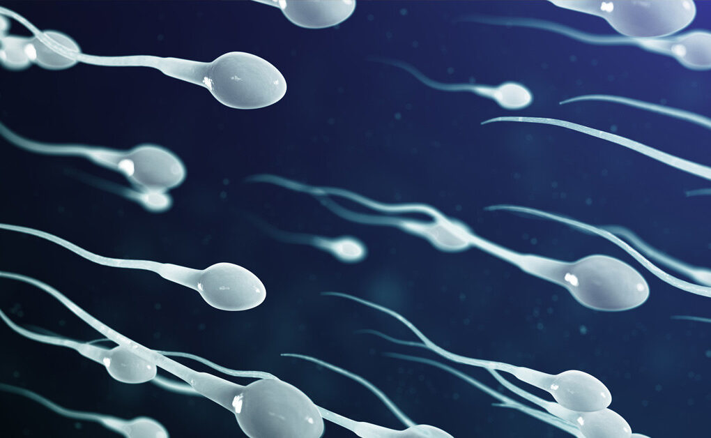 Sperm Count And Motility