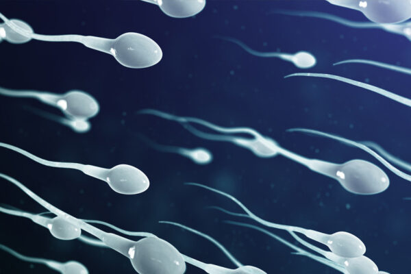 Sperm Count And Motility